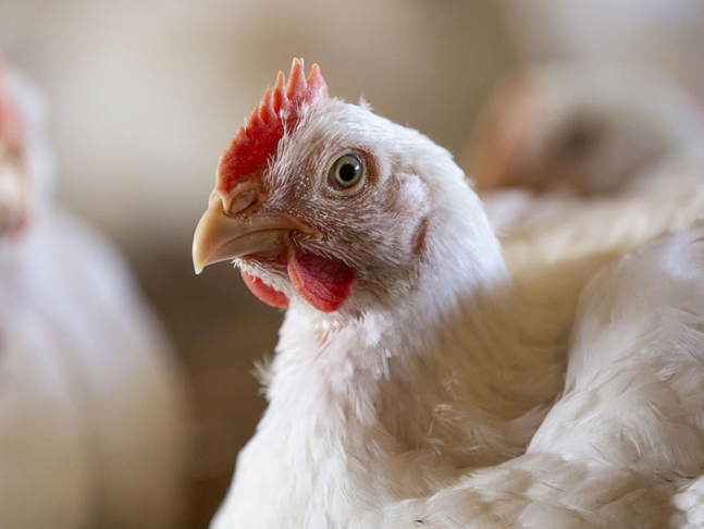 Antibiotics in the Supply Chain - Media